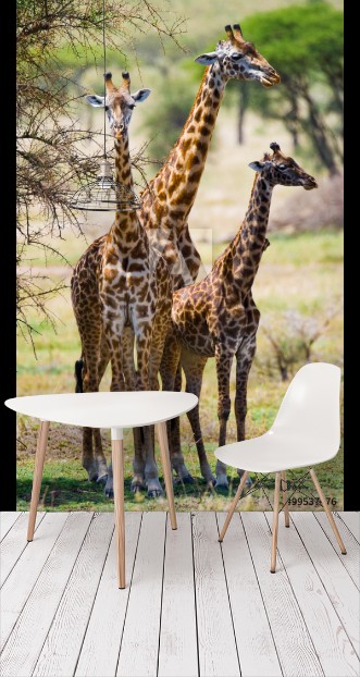 Picture of Group of giraffes in the savanna Kenya Tanzania East Africa An excellent illustration